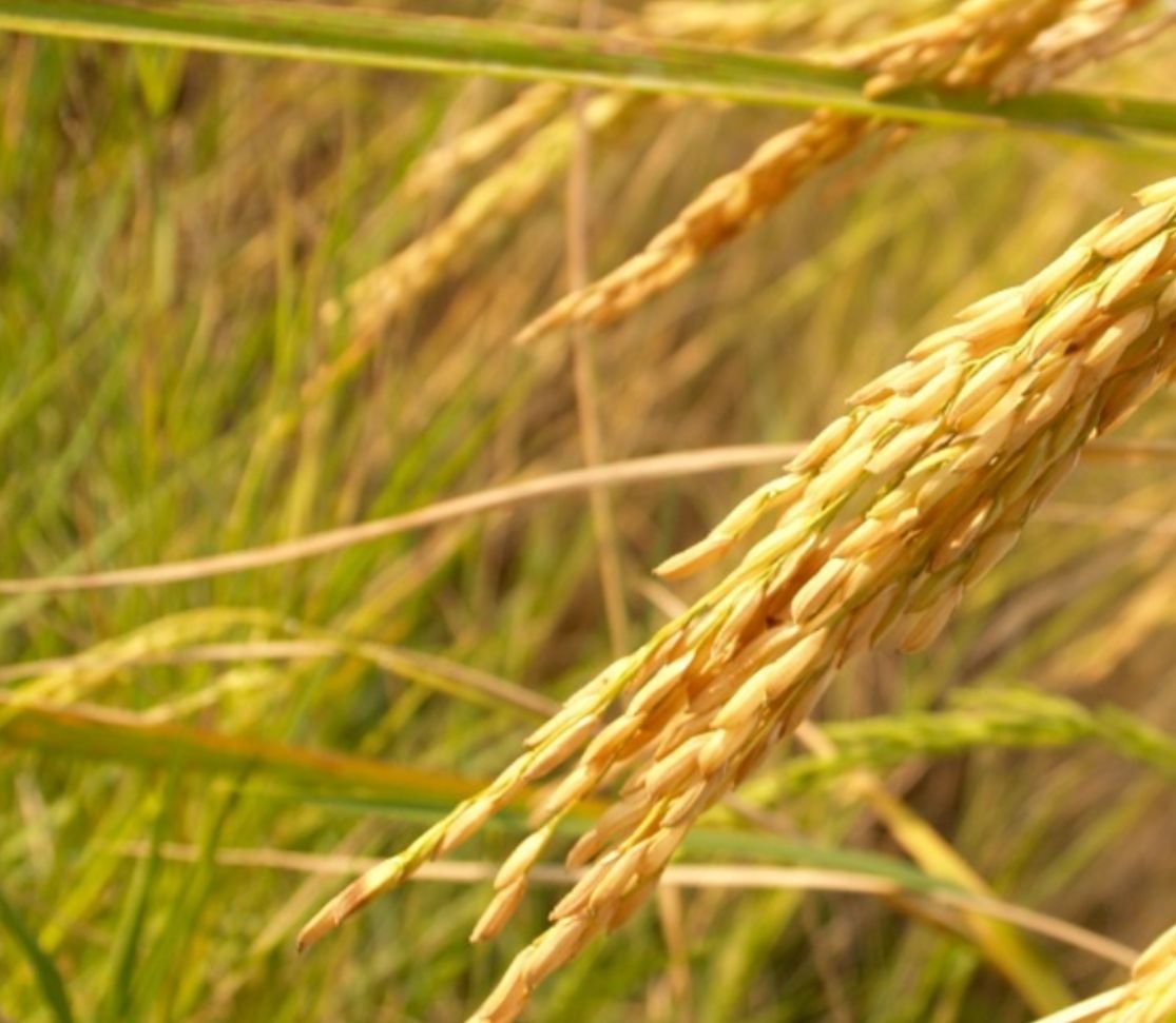Semences de riz 